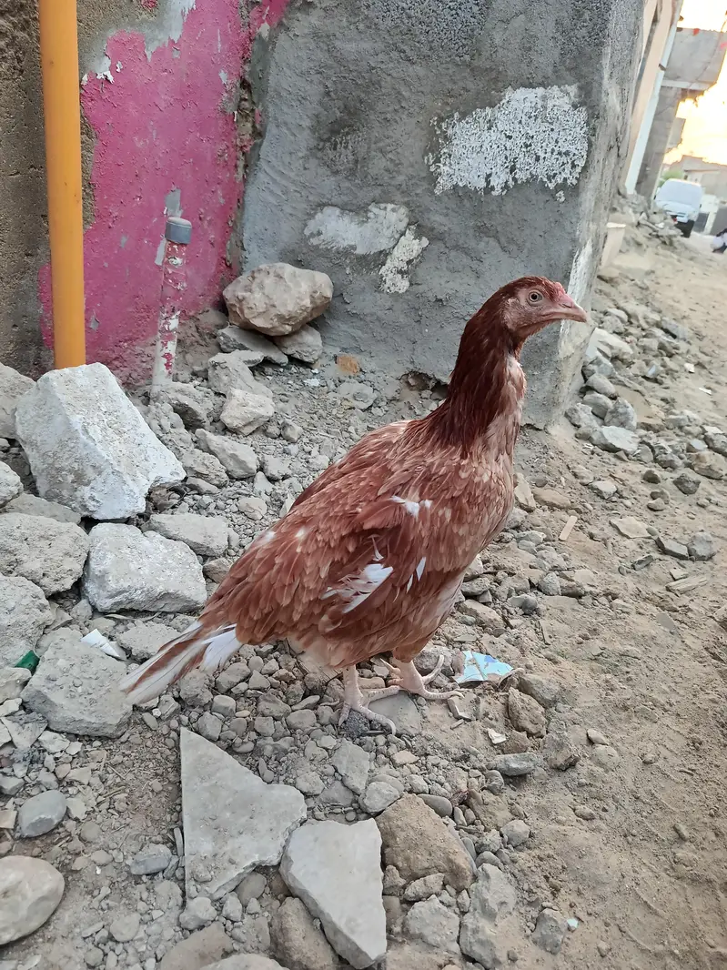Hen For Sale — photo 3