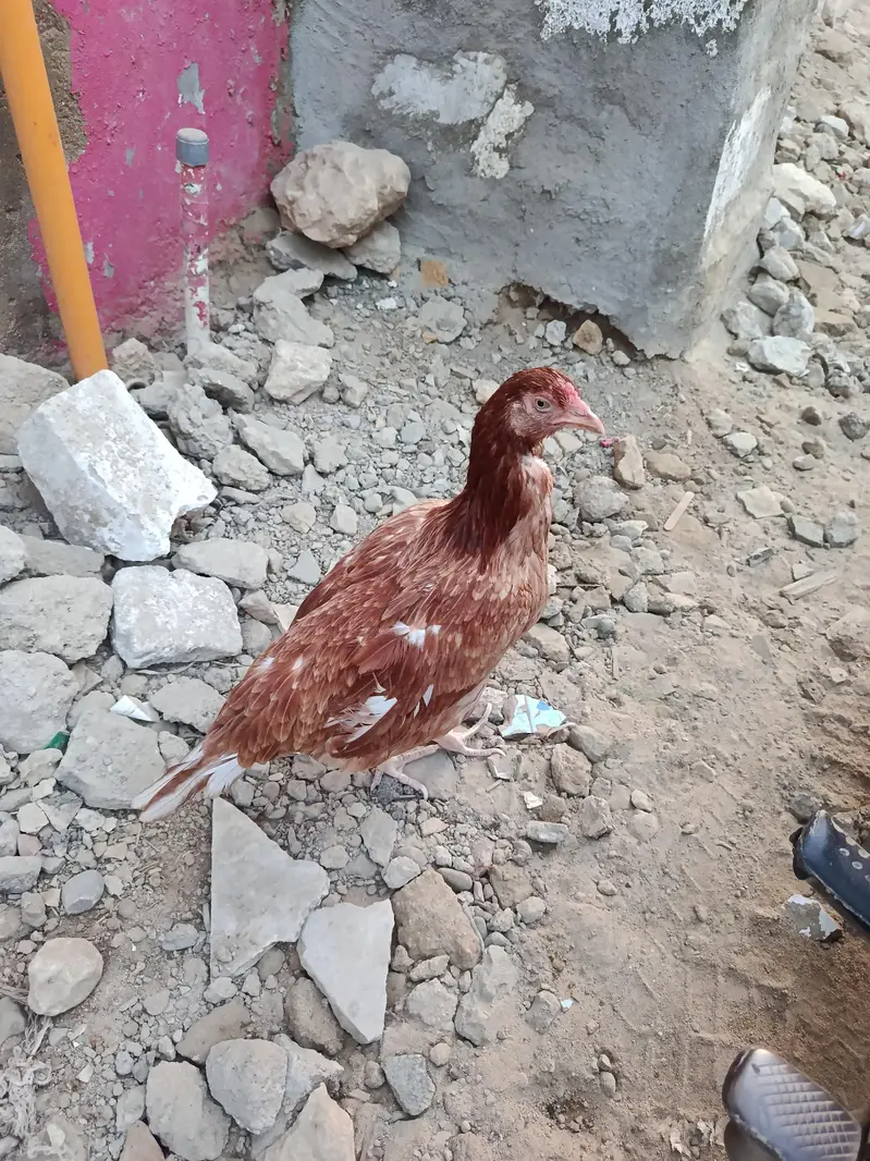 Hen For Sale — photo 4