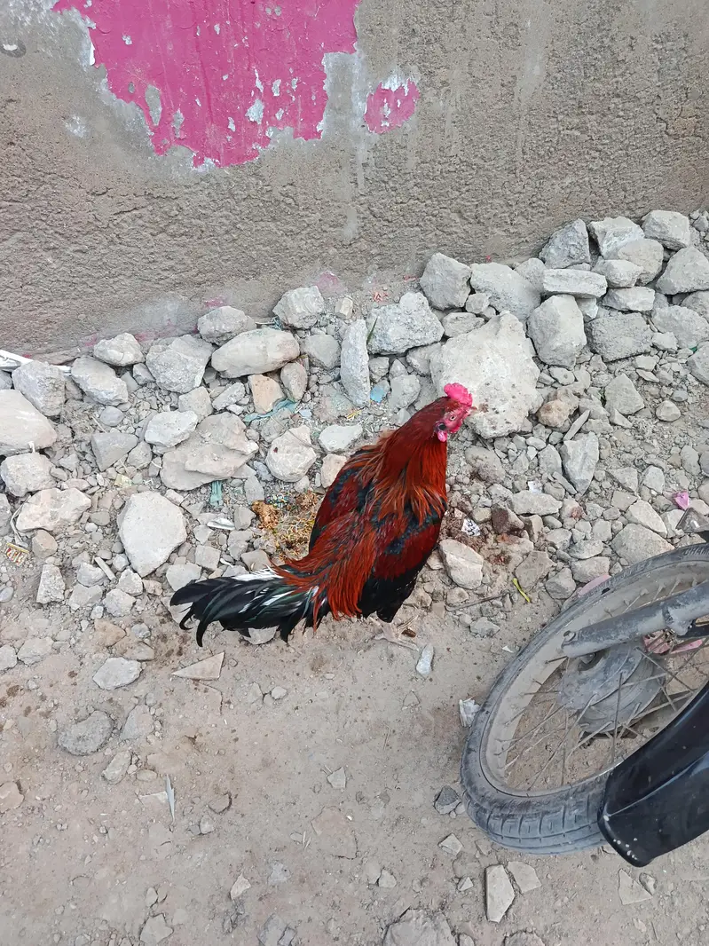 Hen For Sale — photo 5
