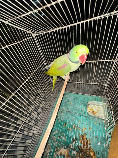 parrot