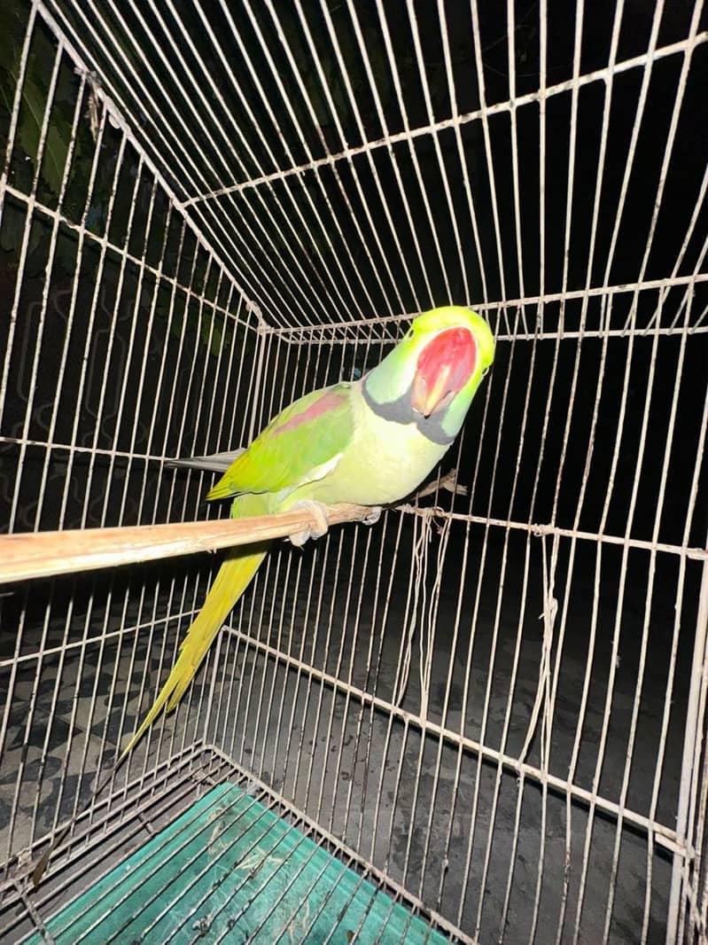 parrot 1