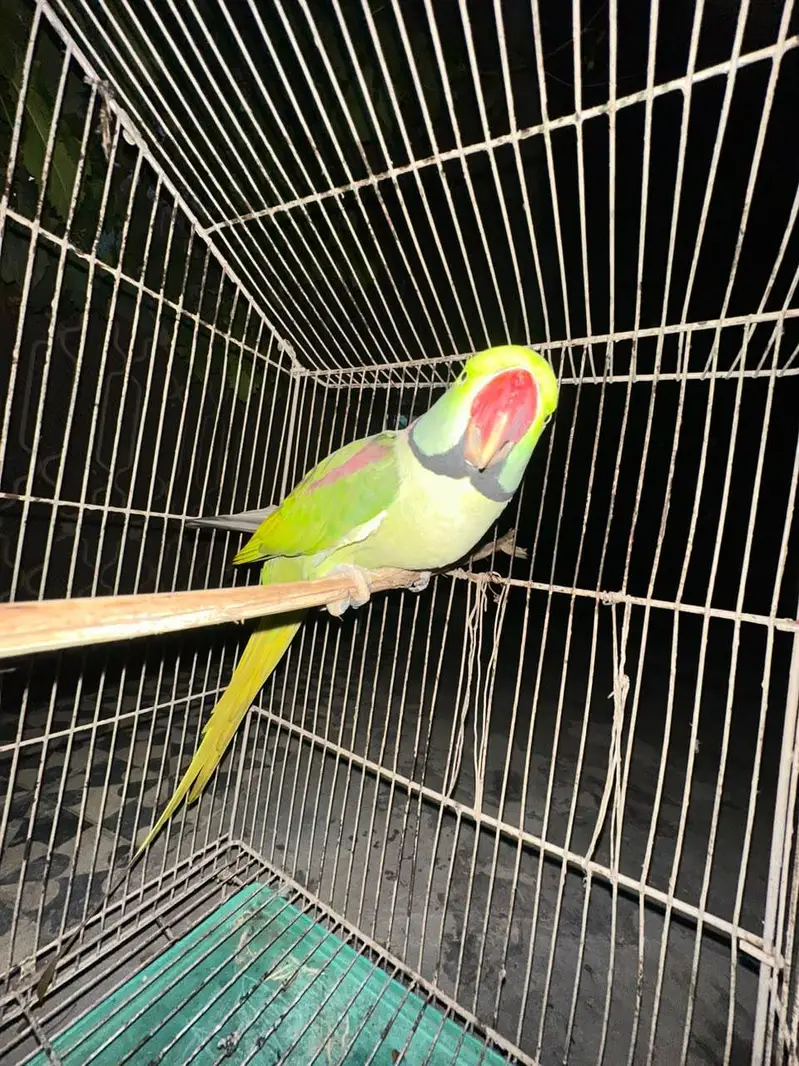 parrot — photo 2