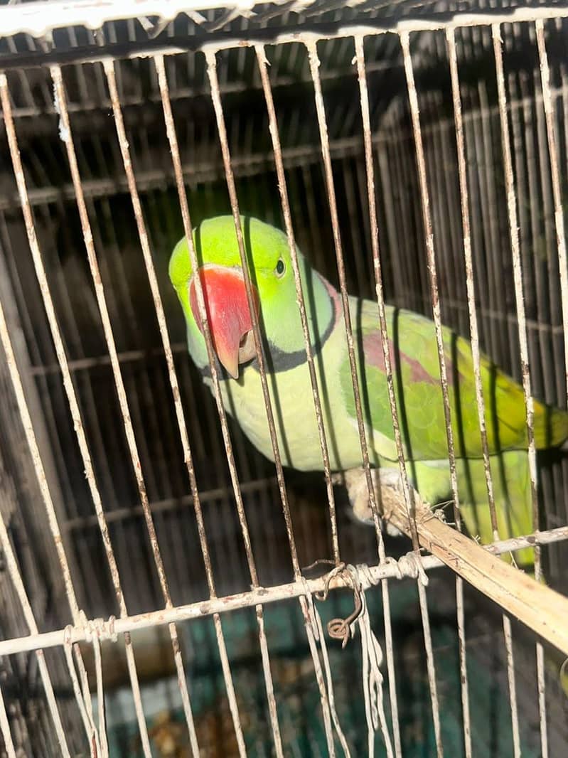 parrot 2
