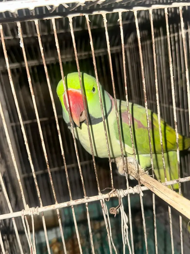 parrot — photo 3