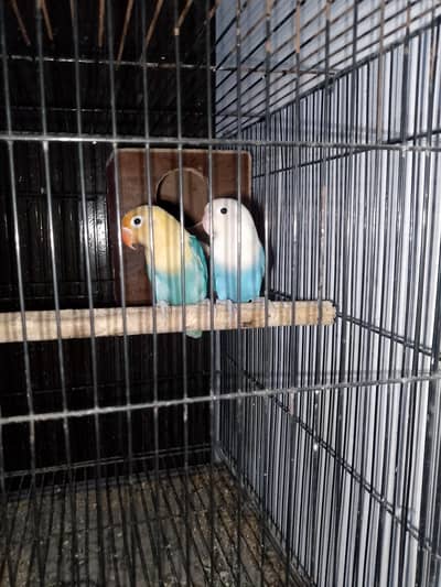 love birds for sale