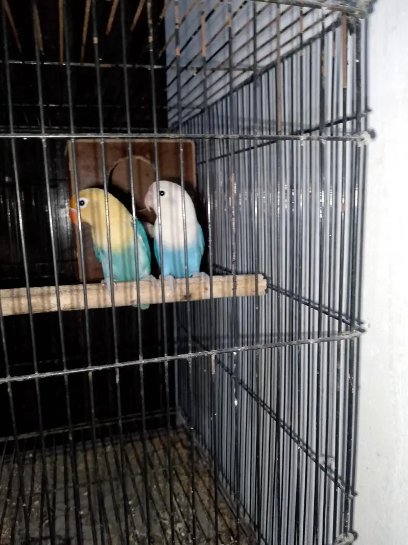 love birds for sale — photo 2