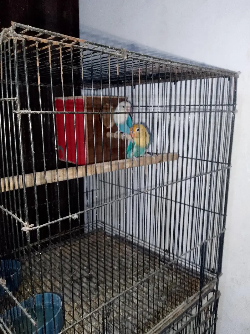 love birds for sale — photo 3