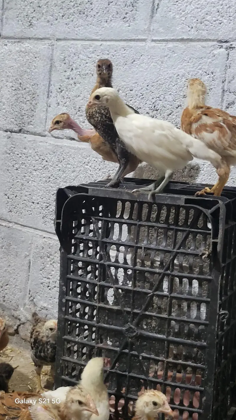 Golden misri chick/ Desi Chicks/ Desi Hen/ 35 days old — photo 2