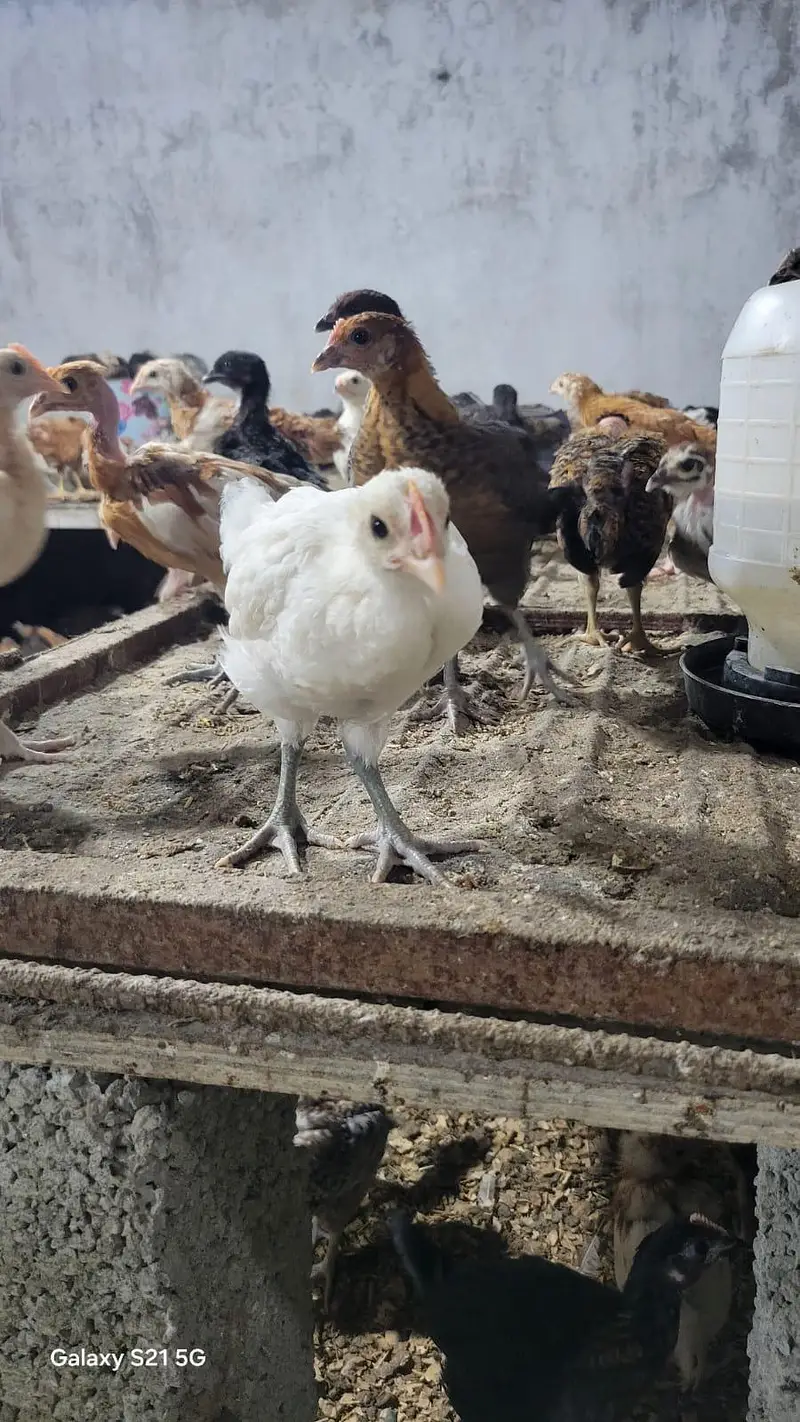 Golden misri chick/ Desi Chicks/ Desi Hen/ 35 days old — photo 3