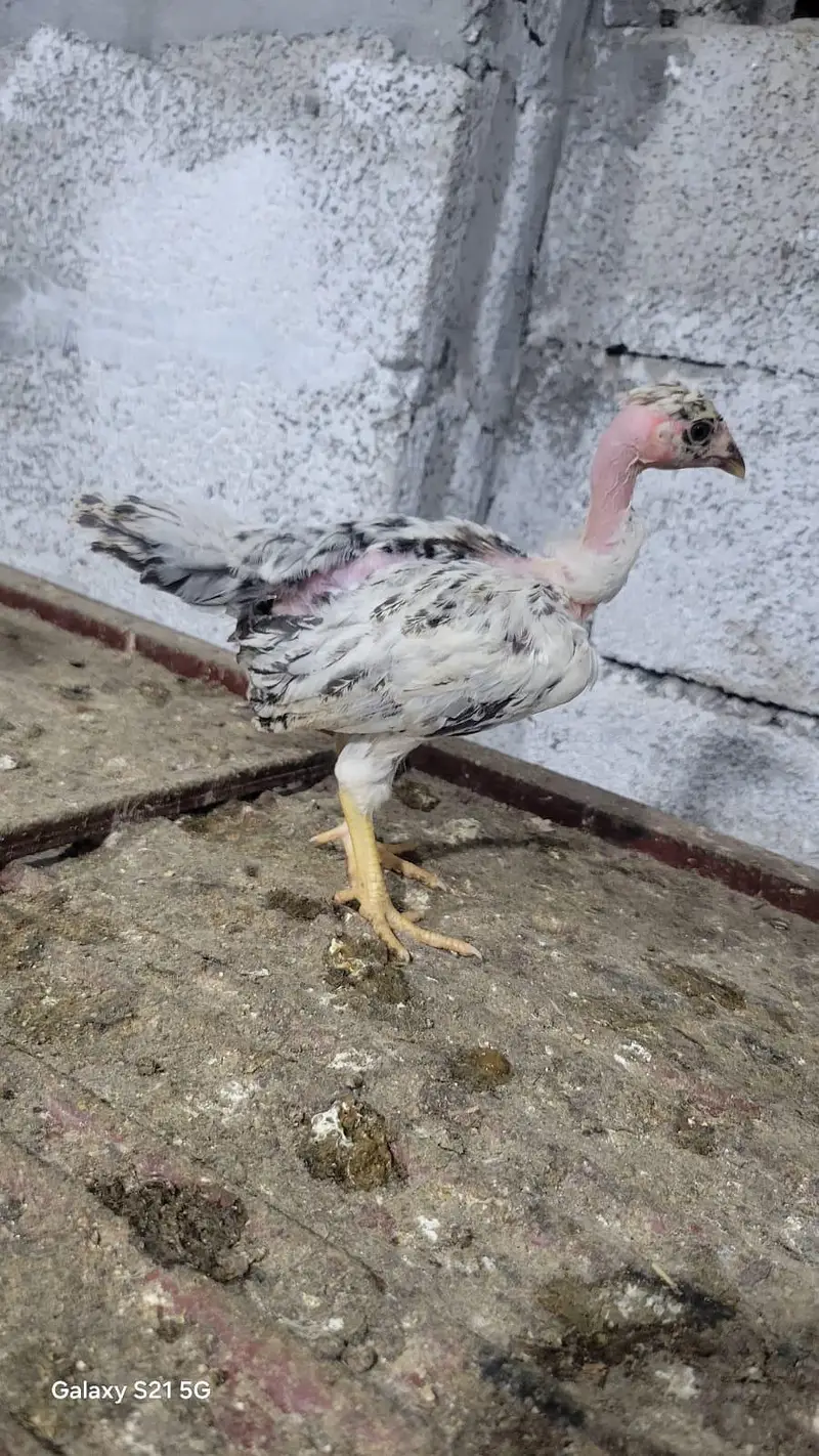Golden misri chick/ Desi Chicks/ Desi Hen/ 35 days old — photo 5