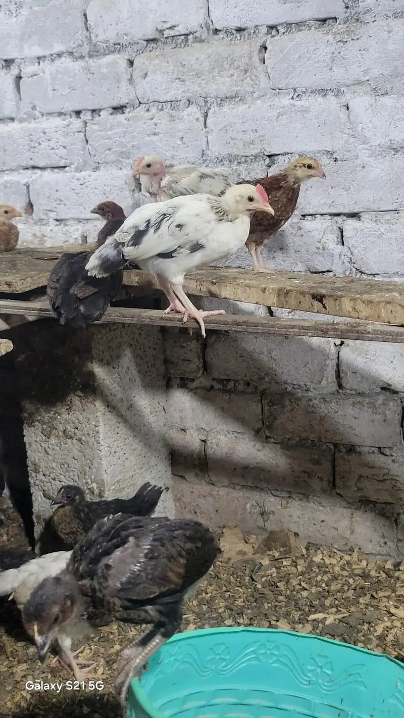 Golden misri chick/ Desi Chicks/ Desi Hen/ 35 days old — photo 6