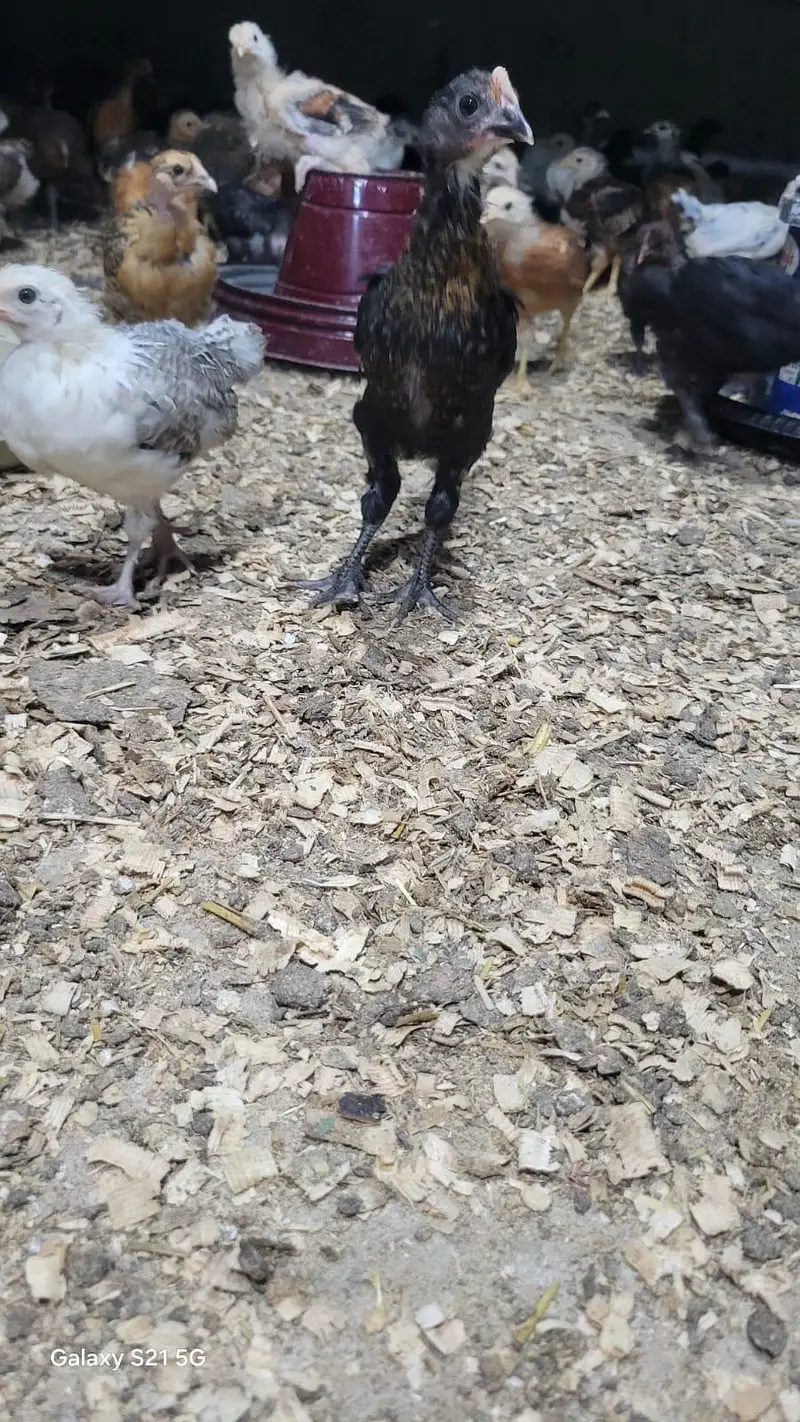 Golden misri chick/ Desi Chicks/ Desi Hen/ 35 days old — photo 7
