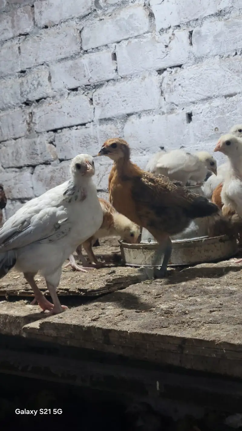 Golden misri chick/ Desi Chicks/ Desi Hen/ 35 days old — photo 8