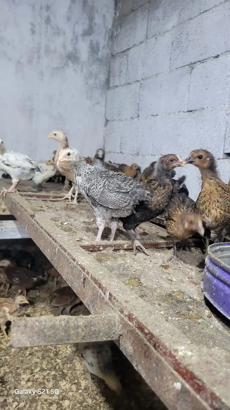 Golden misri chick/ Desi Chicks/ Desi Hen/ 35 days old — photo 10