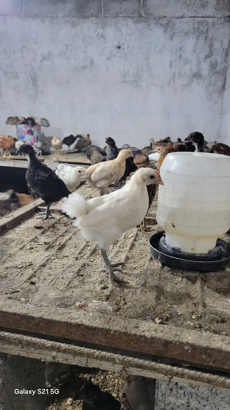 Golden misri chick/ Desi Chicks/ Desi Hen/ 35 days old — photo 11
