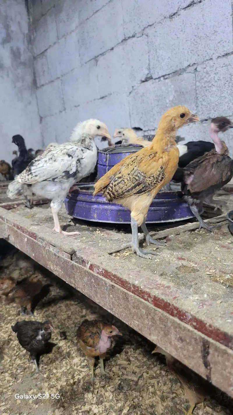 Golden misri chick/ Desi Chicks/ Desi Hen/ 35 days old — photo 12