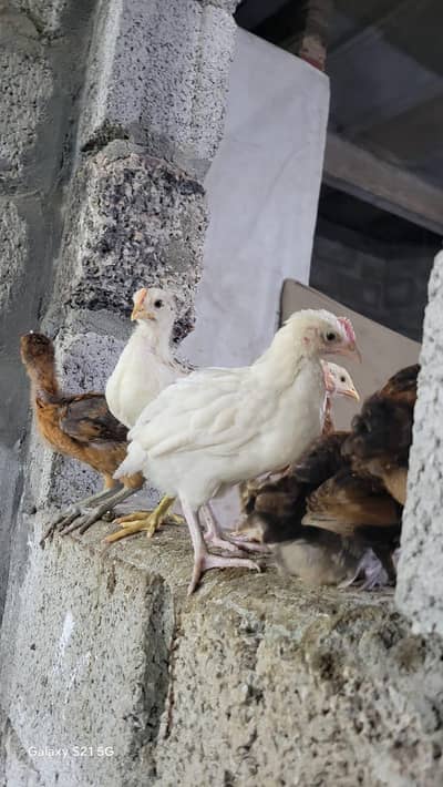 Golden misri chick/ Desi Chicks/ Desi Hen/ 35 days old