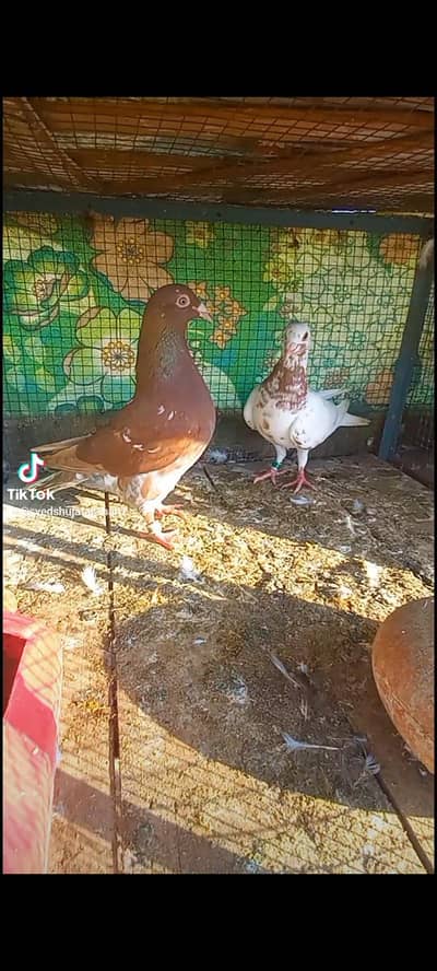 meulemans pair pigeon Available raser