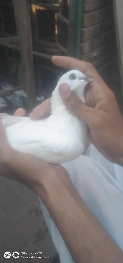 suffed meeli aankhon main.   03063240061