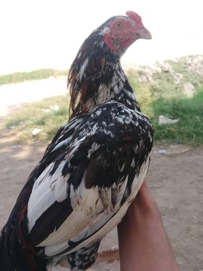 aseel murga for sale hy