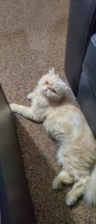 Peki stud male adult 03012323563