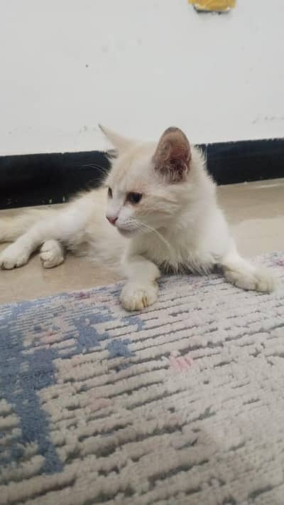 Persian cat