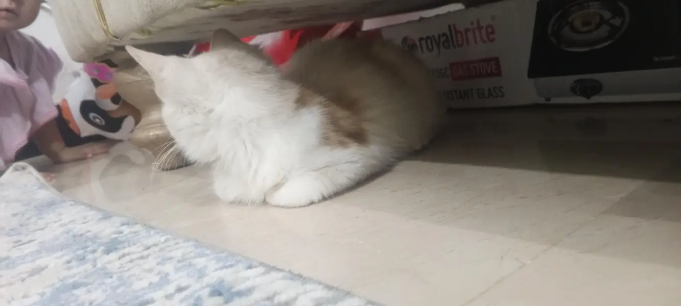 Persian cat — photo 2