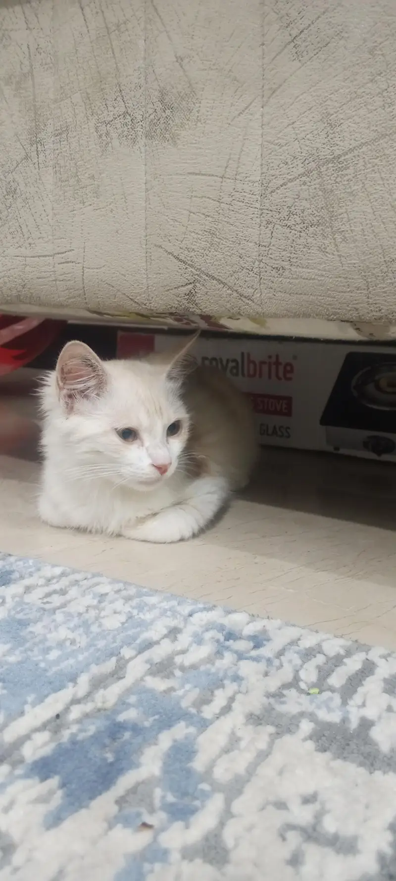 Persian cat — photo 3