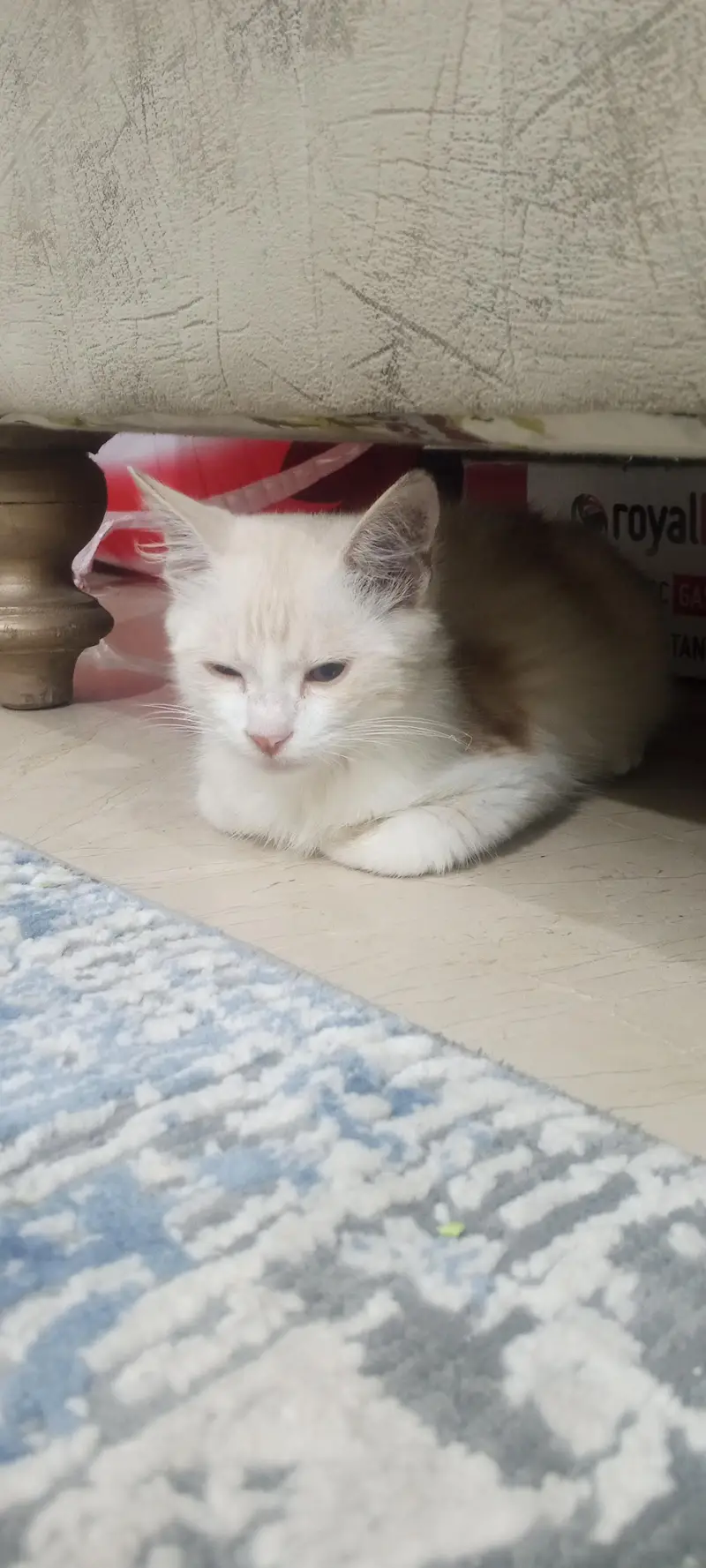 Persian cat — photo 4