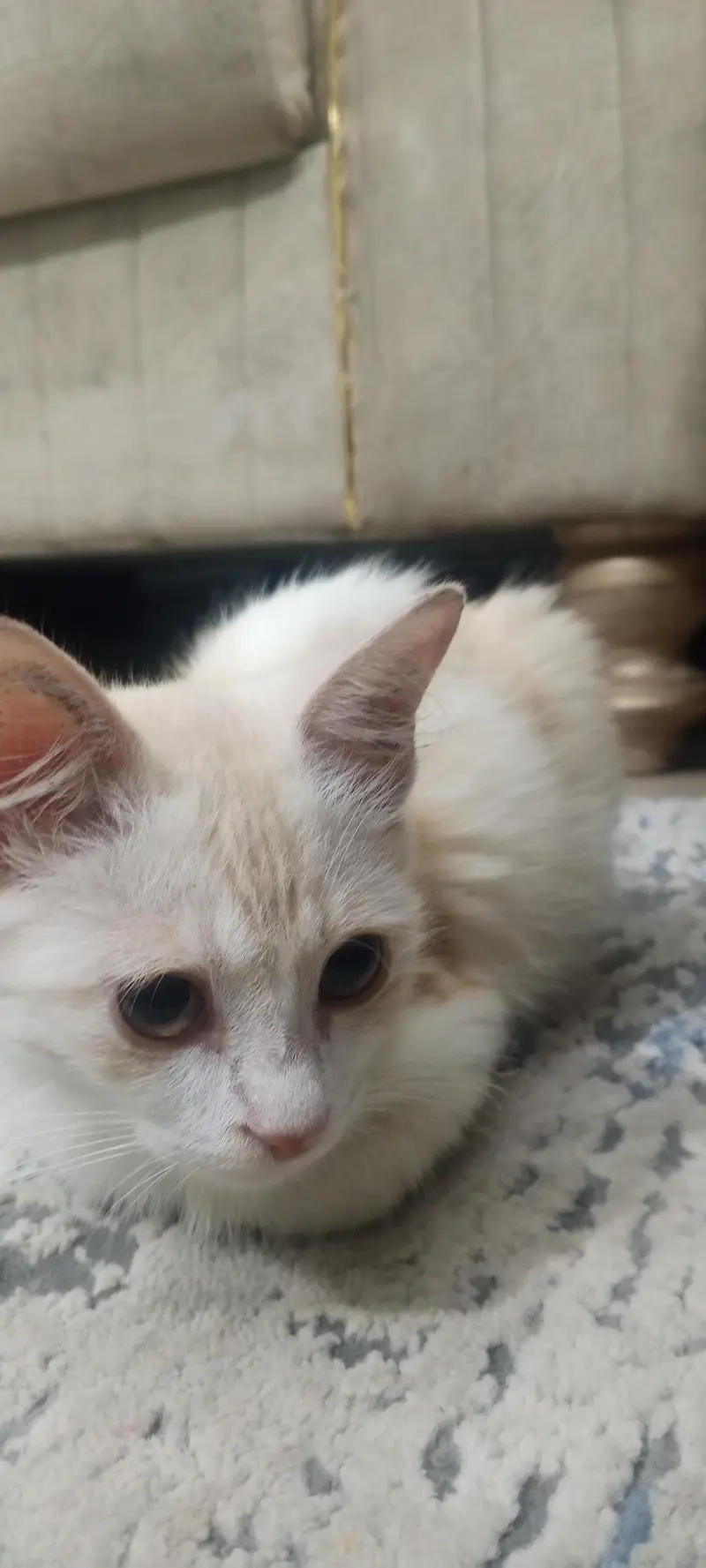 Persian cat — photo 5