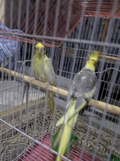 cook tail pair