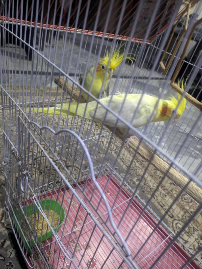 cook tail pair 2