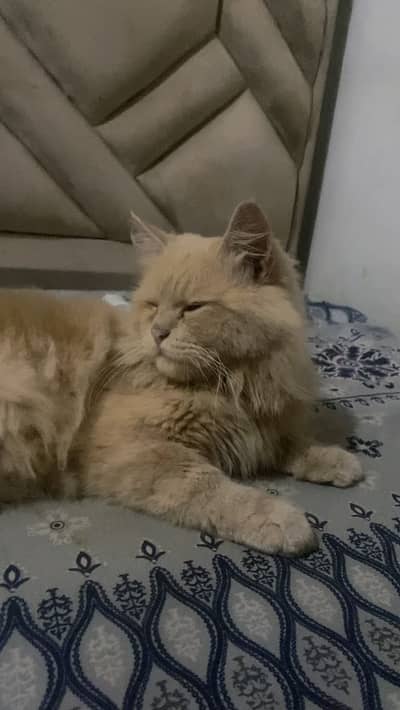 Fluffy cat