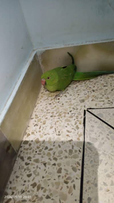 Indian ringneck female