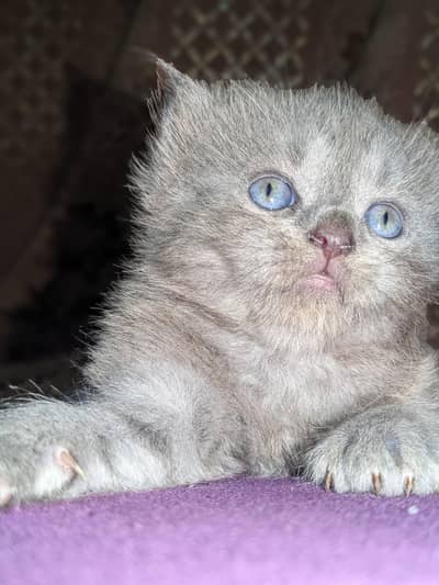 Turkish Angora