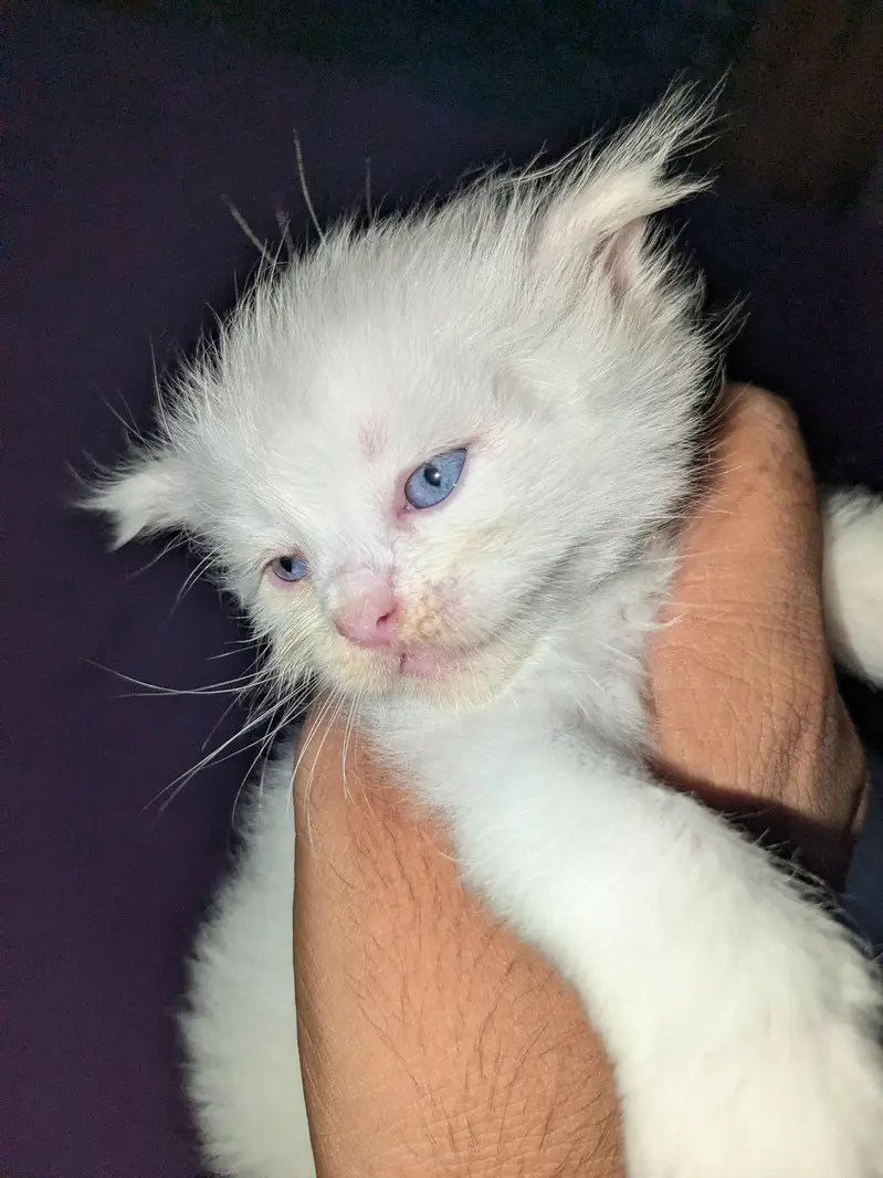 Turkish Angora — photo 2