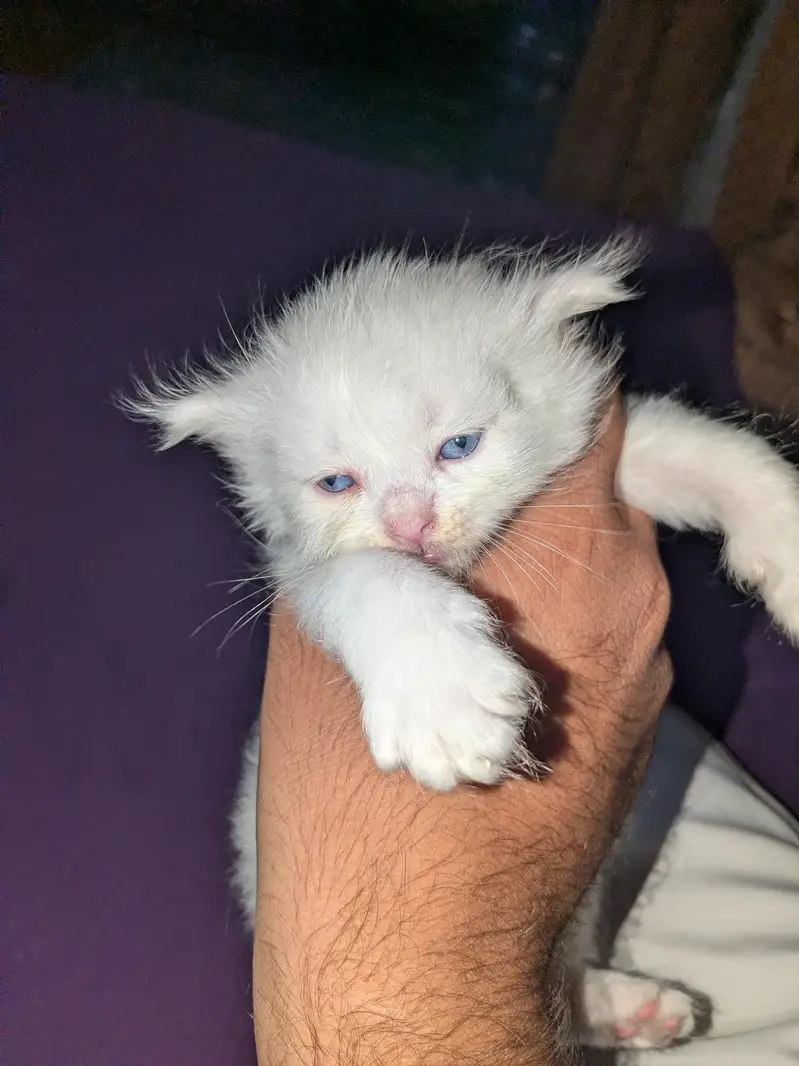 Turkish Angora — photo 3