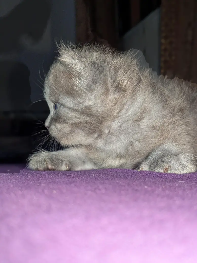 Turkish Angora — photo 4