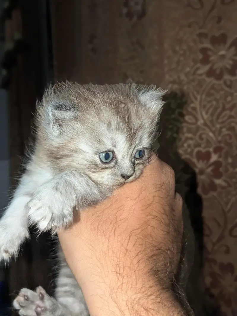 Turkish Angora — photo 5