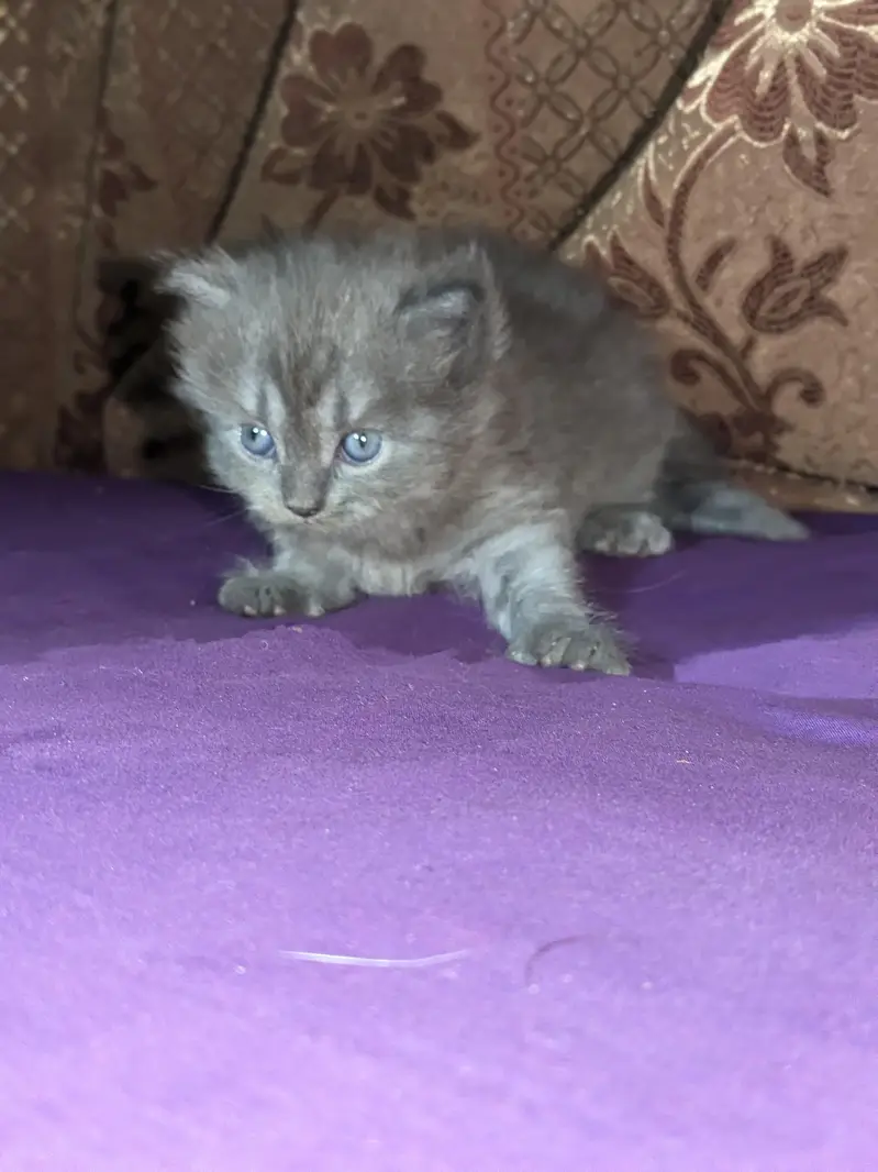 Turkish Angora — photo 6