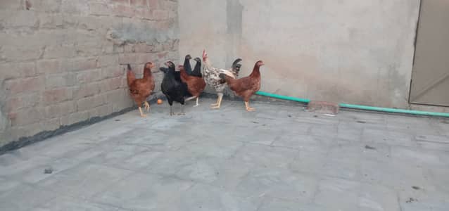 1murga 6murgiya