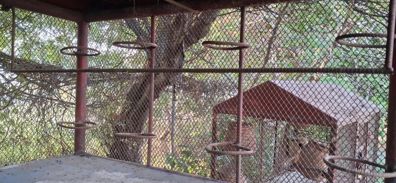 Solid And Heavy Structured Iron Cage For Pegions And Birds — photo 6