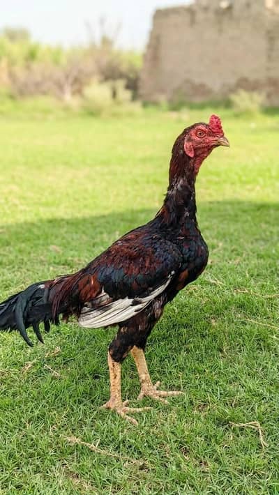 Aseel and Cross (urgent sale)