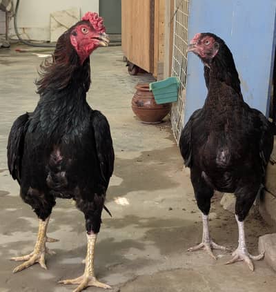 best quality bird's