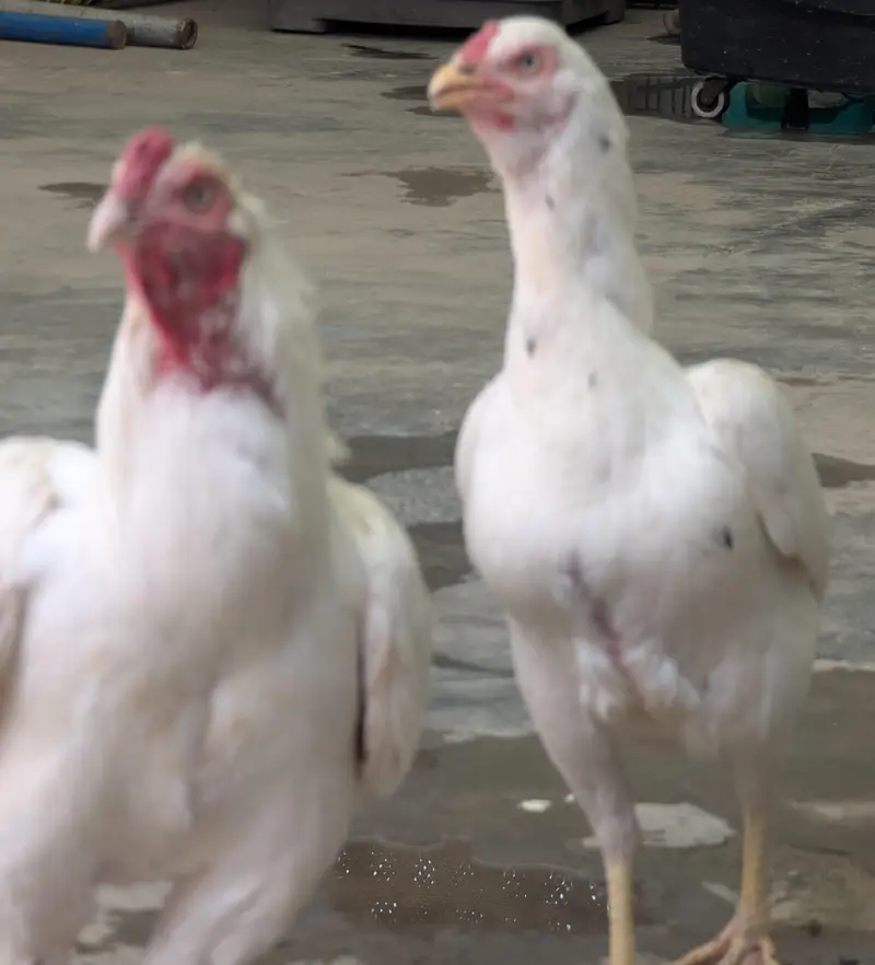 best quality bird's — photo 2