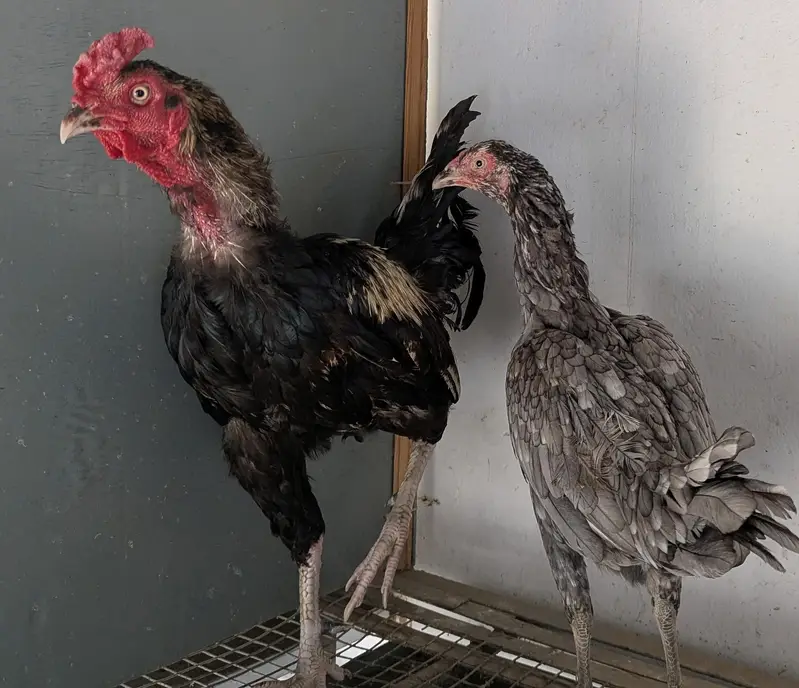 best quality bird's — photo 4