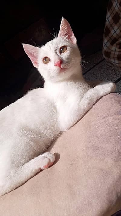 white Persian male kitten litter train