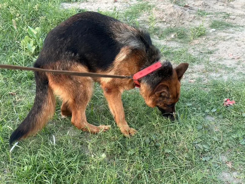Female German shepherd