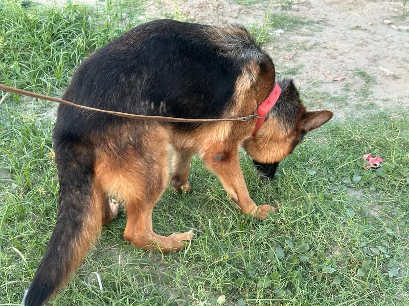 Female German shepherd — photo 2