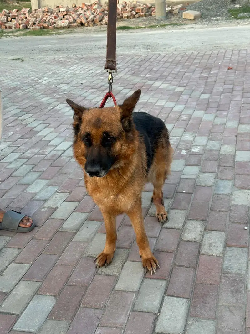 Female German shepherd — photo 3
